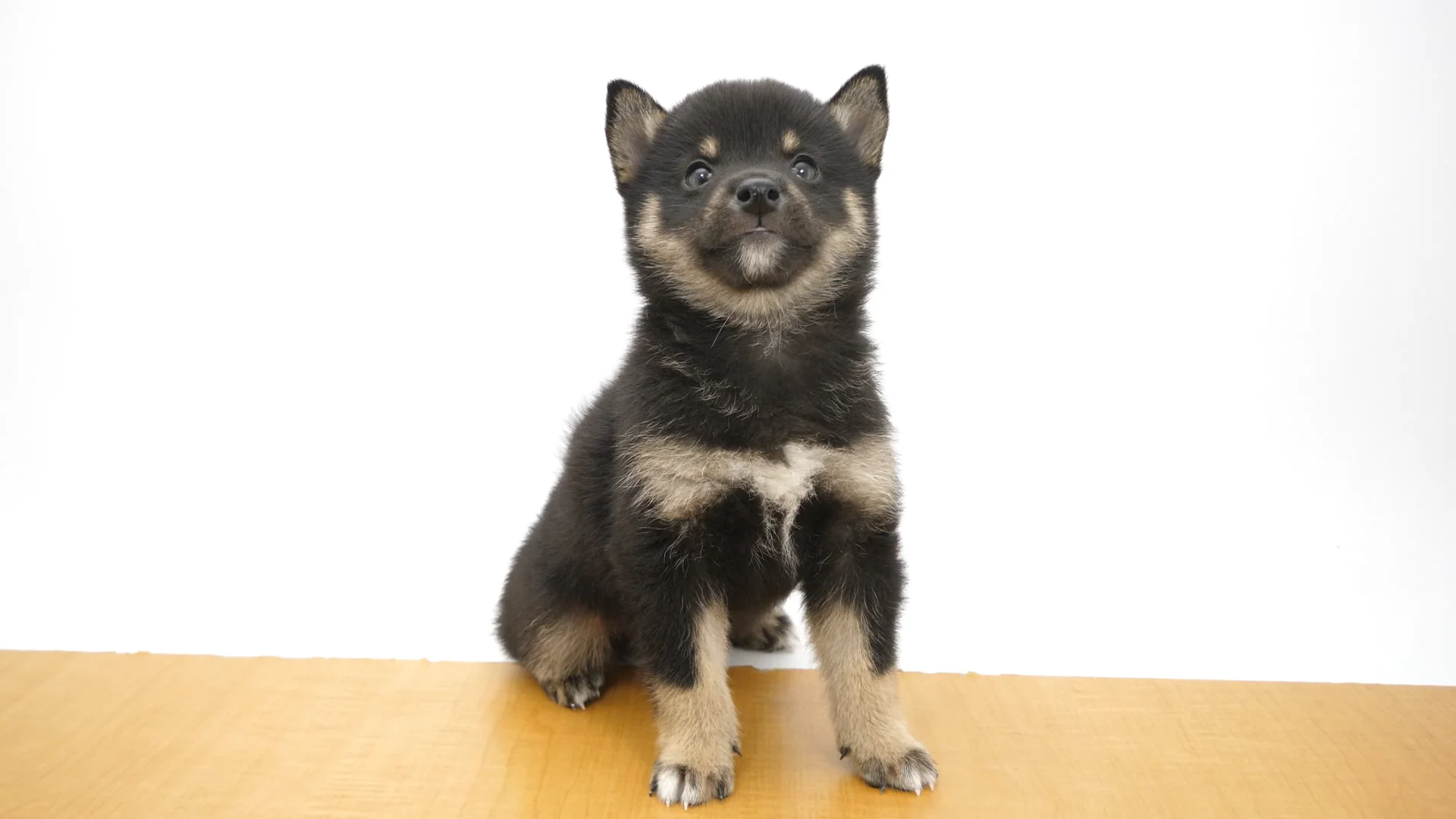 豆柴　1223 犬の販売 柴犬・豆柴 (千葉県)【柴犬】8万円！ドグー限定の特別