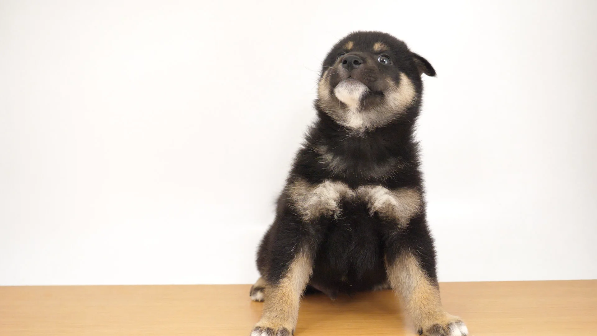 猛犬怪獣シバラ　柴犬　小夏屋 小夏や 猛犬怪獣 シバラ チャシバ ver / ソフビ ネゴラ