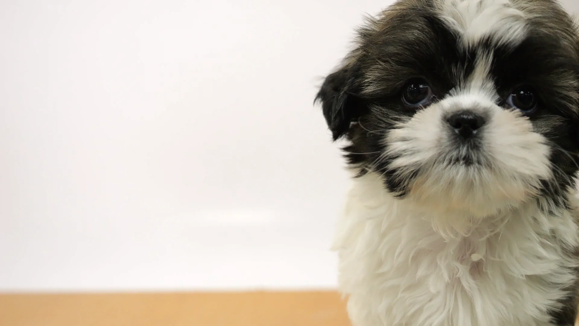 ジーノたん✩✩✩様確認写真　金華山子犬&ベルーガ Amazon | しろたん 《らっこいぬ》ダンベル マスコット 600g