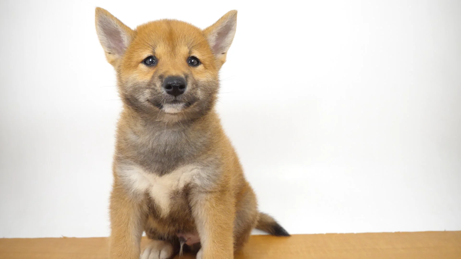 柴犬 赤 男の子 花小金井店 2025080464908 ｜ペットショップのコジマ