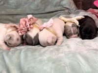 Litter Introduction