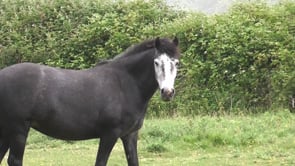 Related Embedded Video Item Thumbnail