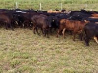 Lote 56