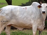 Lote M01