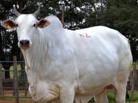 Lote M02