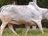 Lote M03