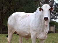 Lote M04