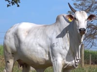 Lote M06
