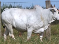 Lote M09