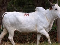 Lote 134A
