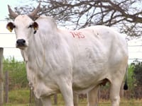 Lote 145