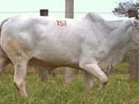 Lote 151