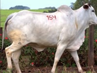 Lote 154