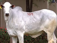 Lote 164