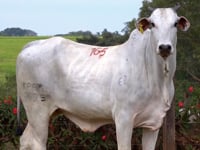 Lote 165