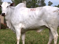 Lote 166