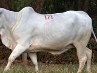 Lote 171