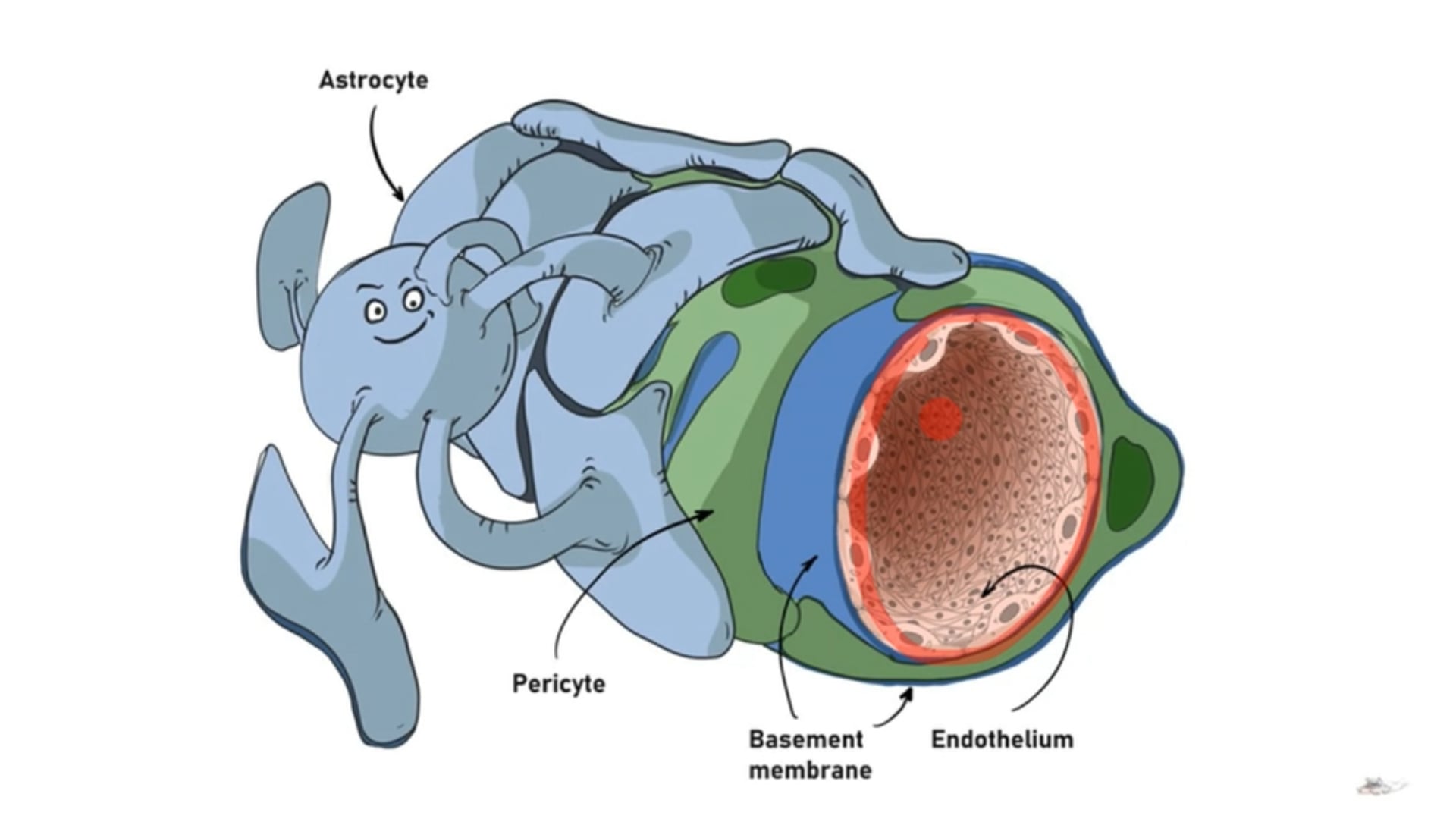 Blood Brain Barrier - Clinical and Pharmaceutical Features