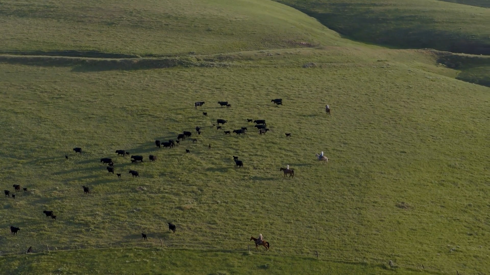 Episode 1 - Cattle & Management