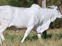 Lote 34