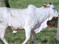 Lote 42
