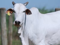Lote 45