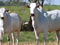 Lote E14