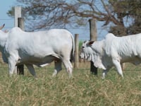 Lote E29