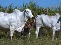 Lote 30E