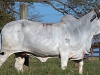 Lote 174