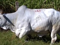 Lote M13