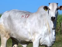 Lote M17