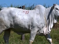 Lote M19