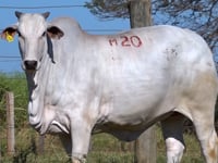 Lote M20