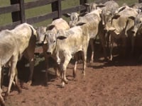 Lote 14