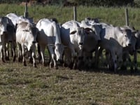Lote 52