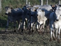 Lote 59