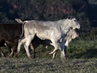 Lote 60
