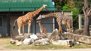 Introducing Bodhi, our baby giraffe