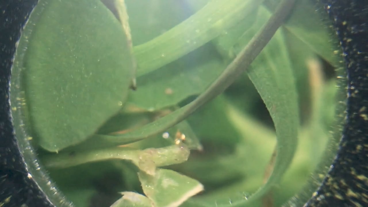 If I eat you, will we both still be OK? (Plant), a video by Rhona Eve Clews