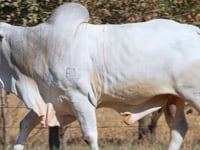 Lote 07