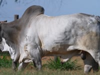 Lote 182