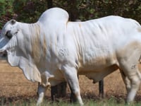 Lote 03