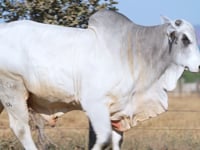 Lote 05