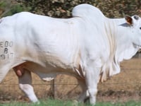 Lote 42