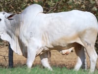 Lote 43