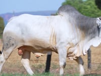 Lote 44