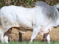 Lote 45