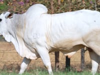 Lote 46