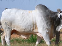 Lote 57